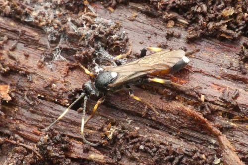Réf. 222 983 : Ichneumon sp.